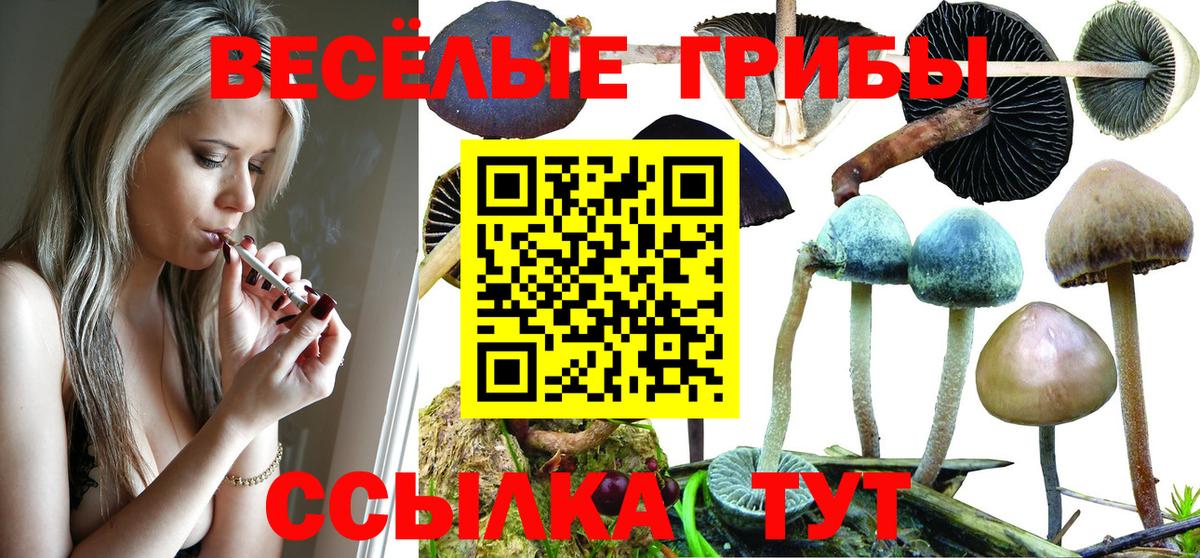 Балашов  цена наркотик  Вход с VPN  Псилоцибиновые грибы Cubensis 
